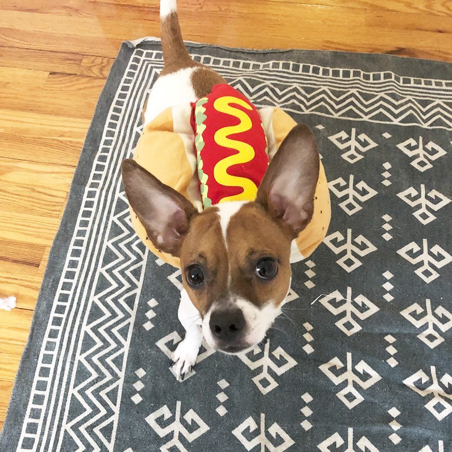 This Hot Dog Bed Will Make Your Pet Even More Adorable PopFurniture