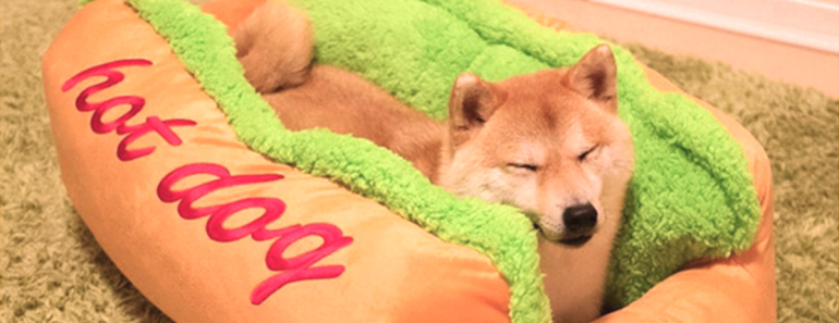 This Hot Dog Bed Will Make Your Pet Even More Adorable