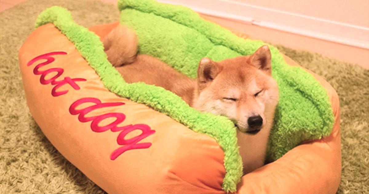 This Hot Dog Bed Will Make Your Pet Even More Adorable PopFurniture